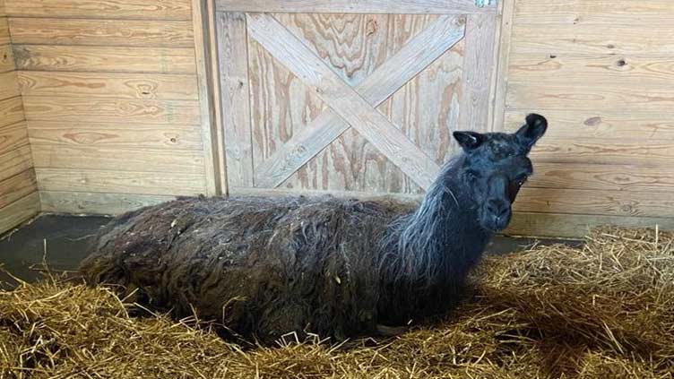 Llama on the loose corralled in Virginia