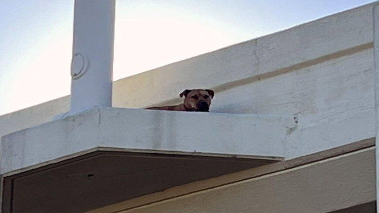 Dog rescued from highway overpass ledge in Florida
