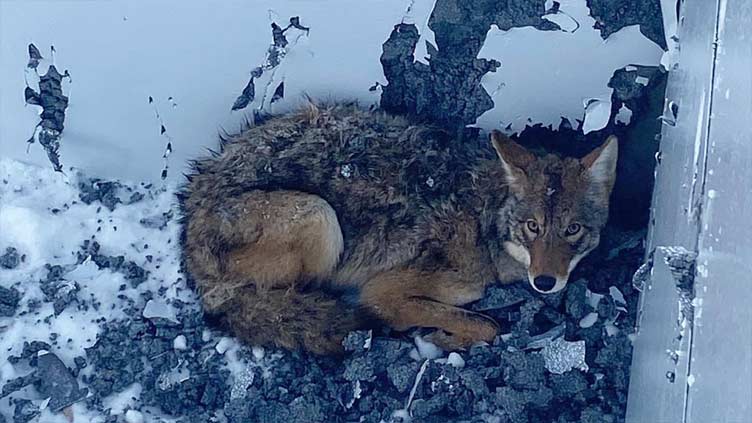 Coyote rescued from basement at Wisconsin construction site