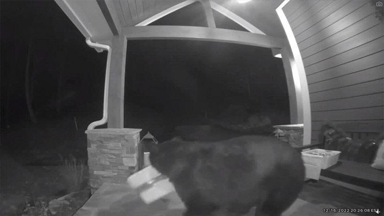 Bear steals box of bagels from North Carolina woman's porch