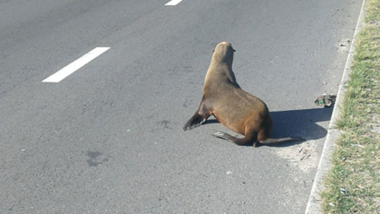 Seal rescued after wandering into busy South African road