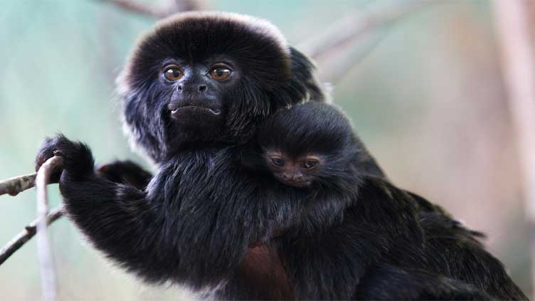 Animal Professionals Hand-Raising Tiny Goeldi's Monkey - The