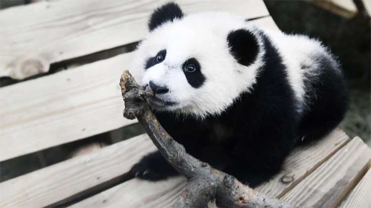 Male panda at Dutch zoo turns out to be female