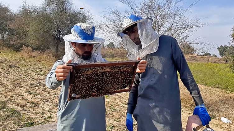  Chinese beekeeping technology contributes to local honey production