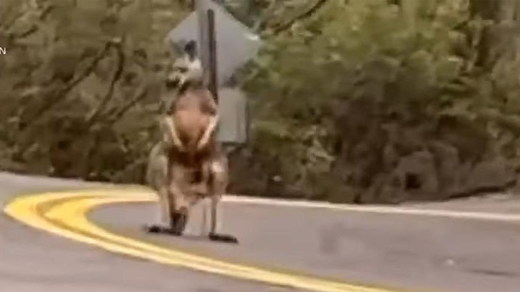 Kangaroo spotted wandering loose on Missouri road