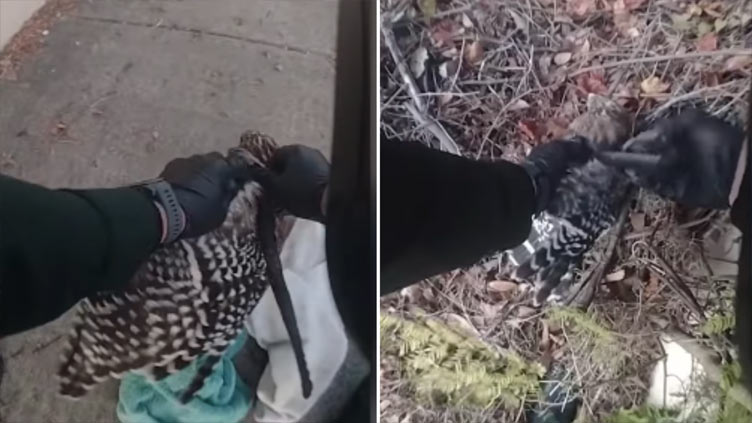 Florida deputy breaks up fight between hawk and snake