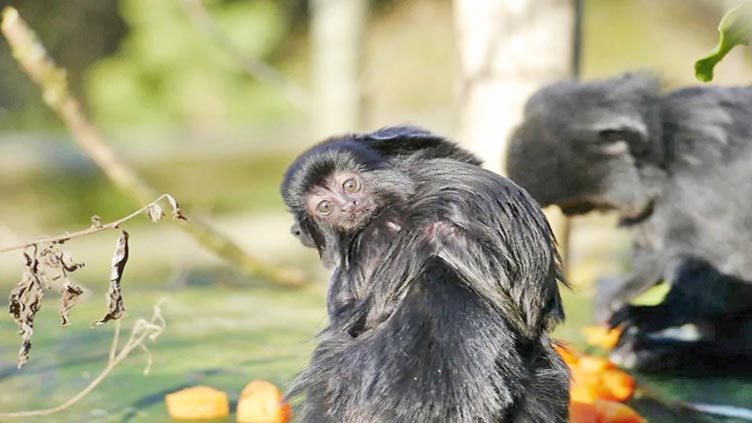 British zoo announces birth of tiny Goeldi's monkey