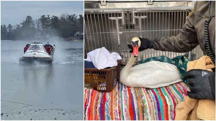 Hovercraft used to rescue swan stuck to lake ice in Michigan