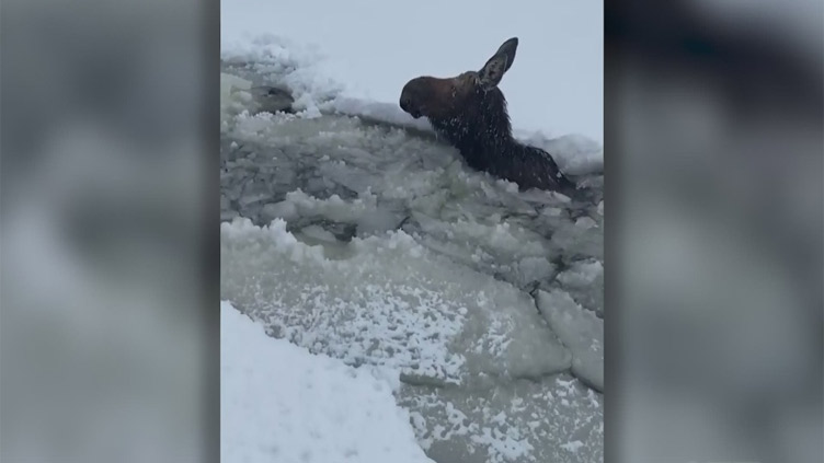 Moose rescued from frigid river in Washington