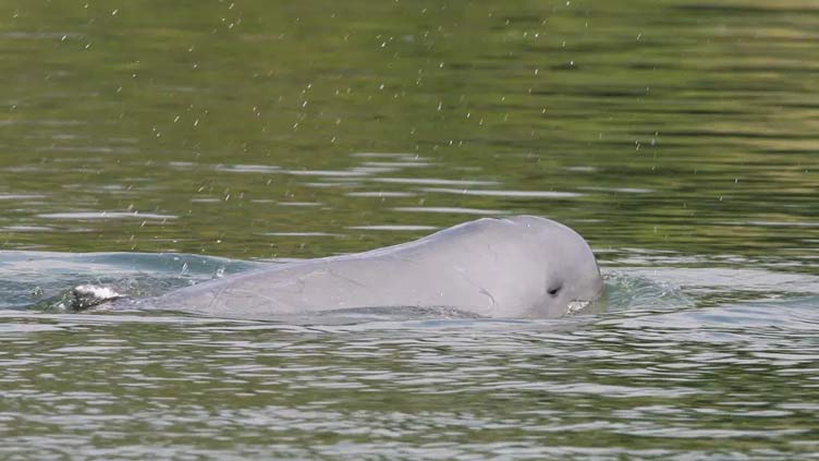 Deaths of 3 endangered Cambodian dolphins raise alarm