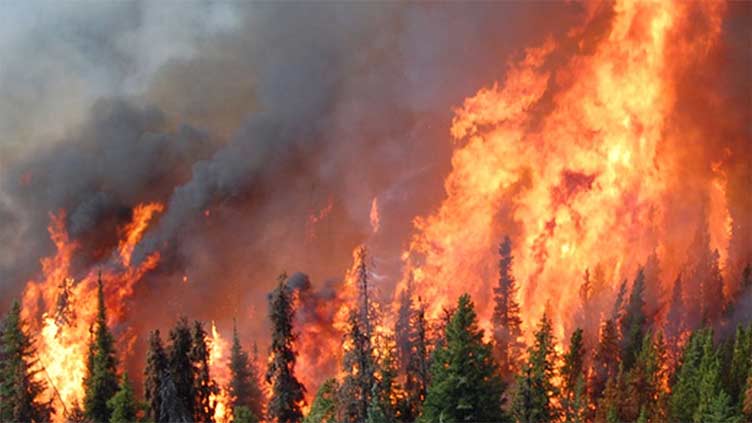 Chahan forests in Abbottabad catch fire