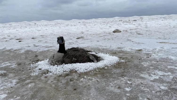 Goose frozen to wet sand rescued at Lake Michigan beach