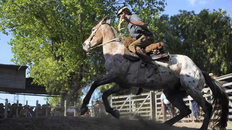 In Uruguay, an effort to save horses from foreign plates