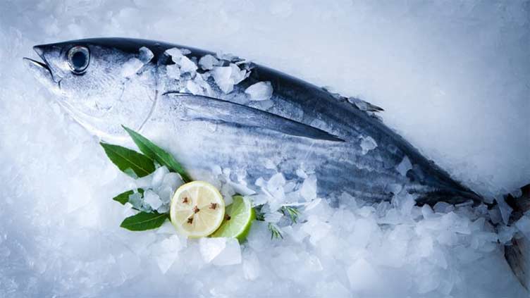 No raw fish is considered safe during pregnancy