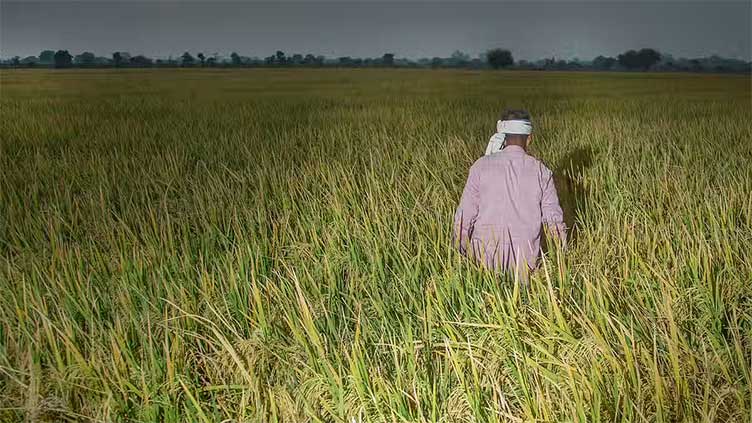 PM Kisan package to improve farmers' economic conditions