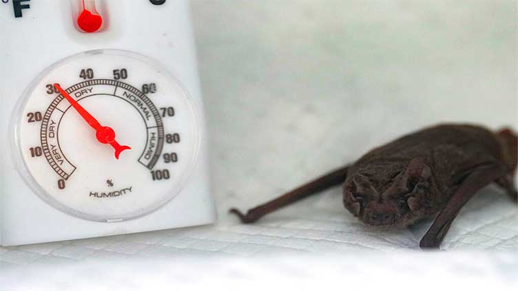 Bats plunge to ground in cold; saved by incubators, fluids