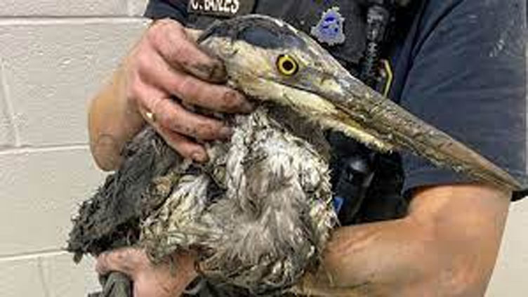 Blue heron rescued from mud in South Carolina