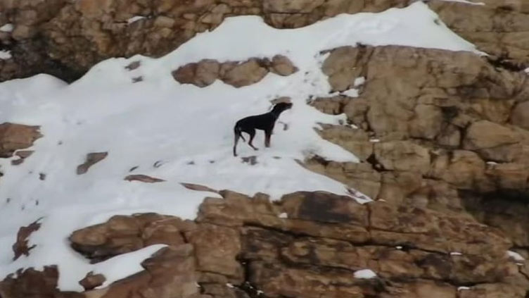 Lost dog rescued from above waterfall on Utah mountain