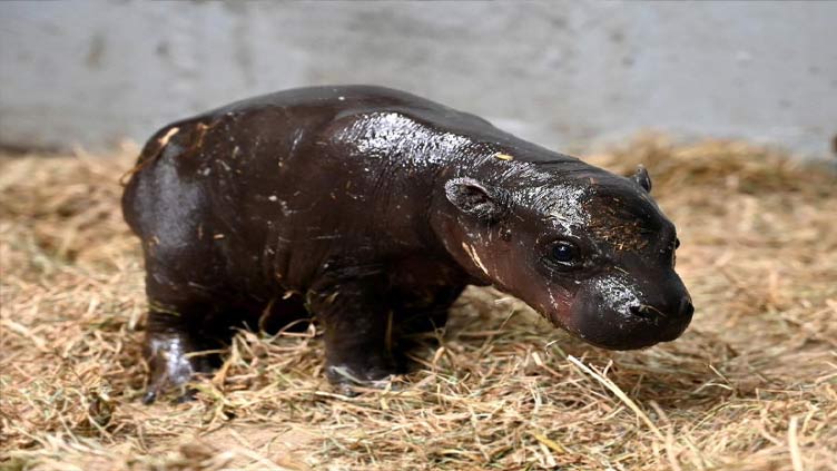 Virginia zoo seeks public's help to name pygmy hippo baby