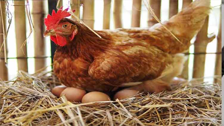 Garlic, peanut eater hen lays 31 eggs a day