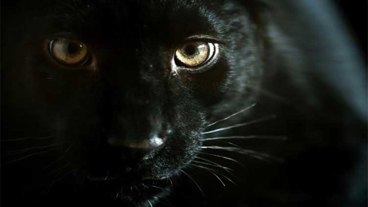 Panther rescued in Ukraine finds refuge in France