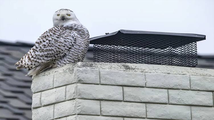 Real snowbird in Southern California, Snowy owl to be exact