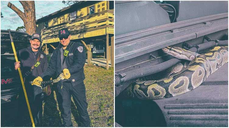 Florida firefighters remove python from engine compartment of truck