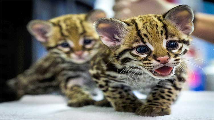 In 'Wildcat', Amazon fauna helps heal emotional wounds of war