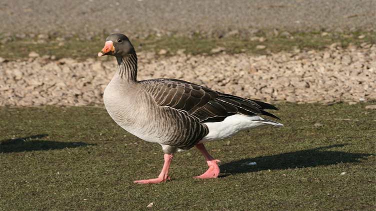Birders flock to Kentucky to see rare pink-footed goose