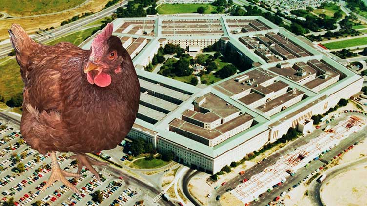 Chicken sneaks through Pentagon security
