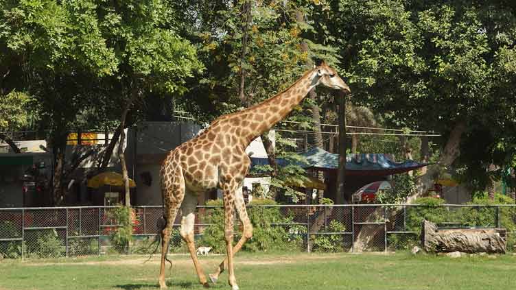 Another giraffe dies in Lahore zoo