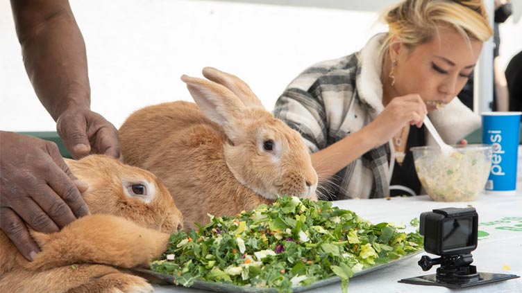 Giant bunny loses in California salad-eating contest