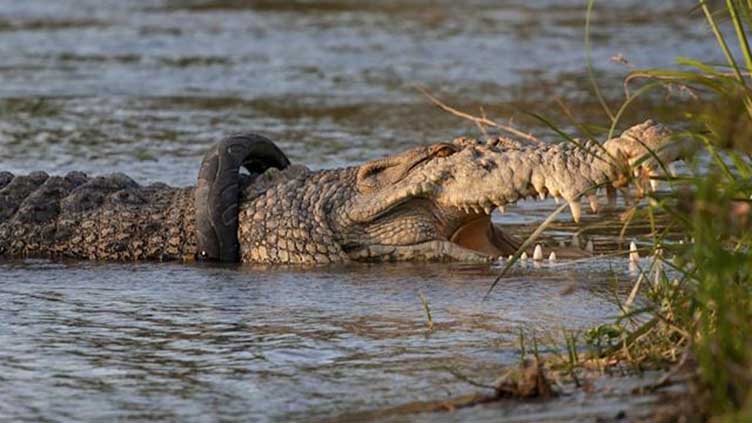 Indonesia's tyre-bound crocodile finally freed after six years
