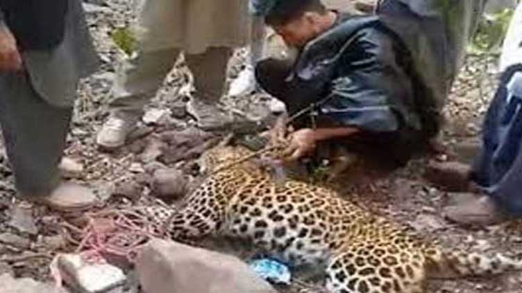 Locals kill rare species of Leopard in Azad Kashmir 