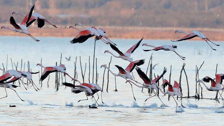 Climate change fuels drop in Albania's migrant birds