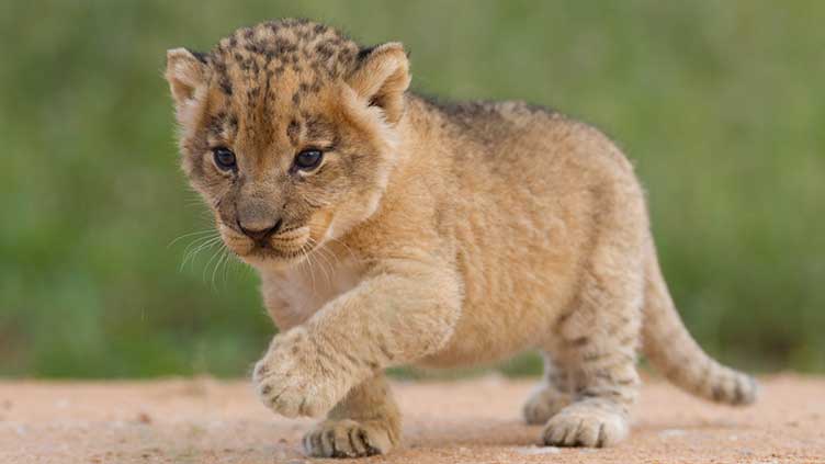 Escaped lion cub recaptured in Montenegro