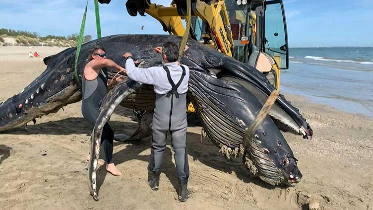 Humpback whale washes up on Channel beach in France