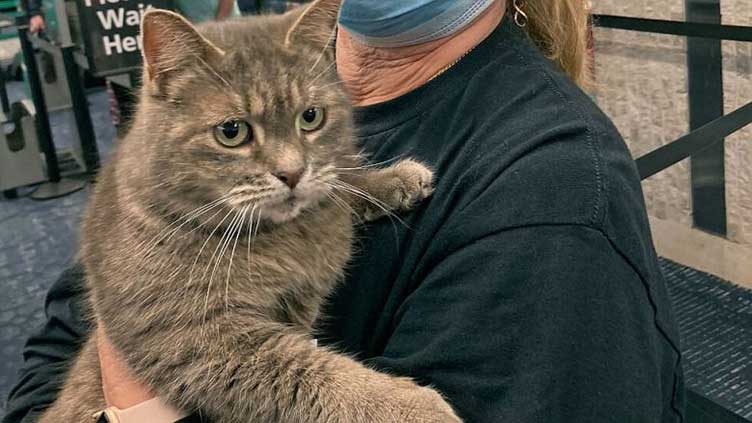 Lost cat heads home to Maine from Florida