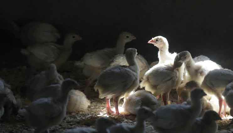 US bird flu case puts chicken, turkey farms on high alert