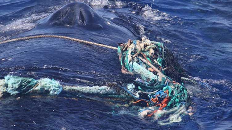 Entangled humpback whale cleared of marine debris off Maui
