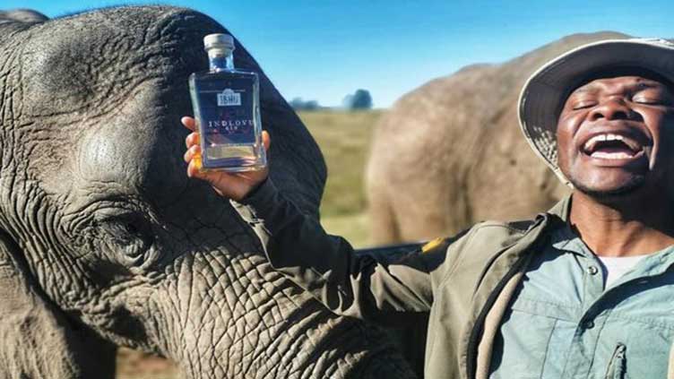 Elephant dung filters botanical mix for South African gin maker