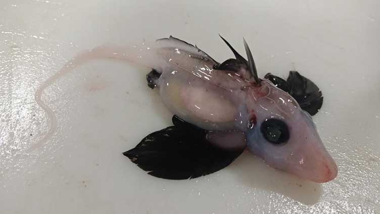 Rare baby ghost shark discovery delights New Zealand scientists