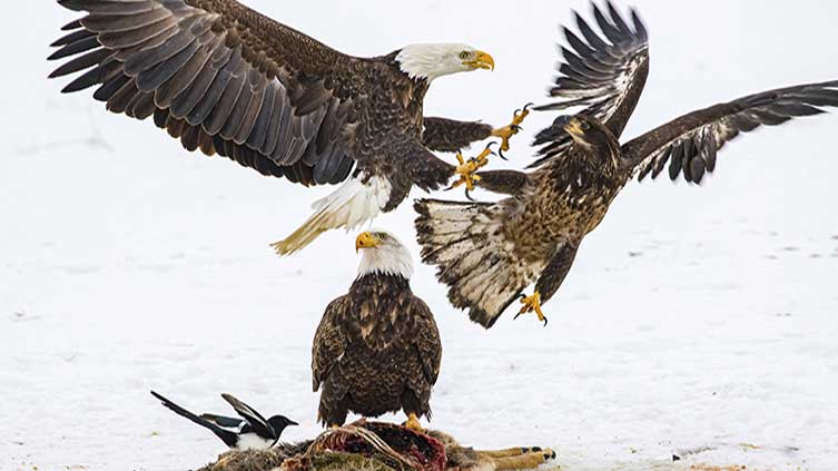 Nearly half of US bald eagles suffer lead poisoning