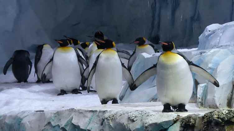 Detroit Zoo's massive penguin center reopens after 2 years