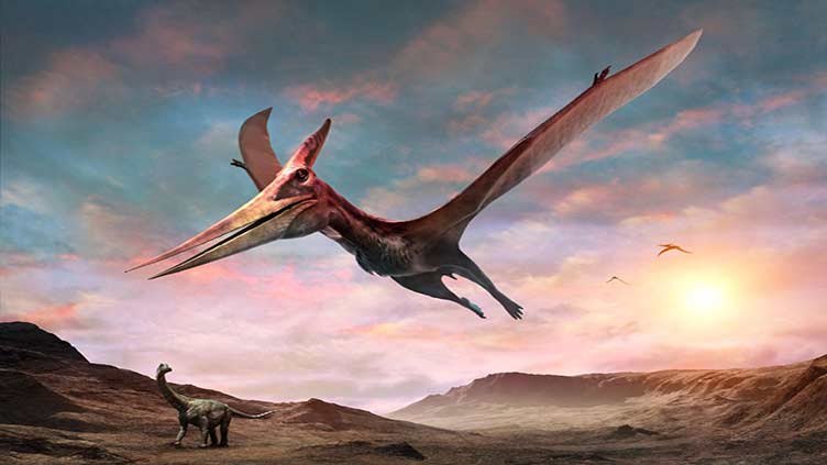 Scottish fossil of flying reptile leaves scientists 'gobsmacked'