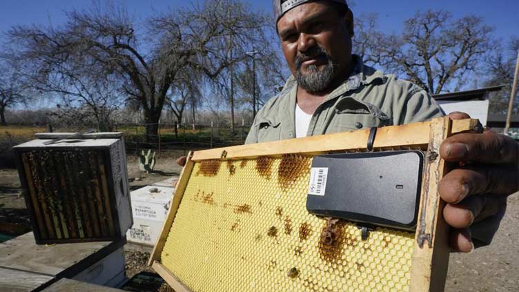 US beekeepers using tracking devices to protect precious hives