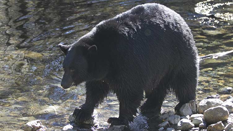 Huge Tahoe bear breaks into homes as it eludes capture