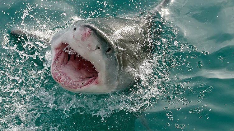 Sharks attack more during a full moon