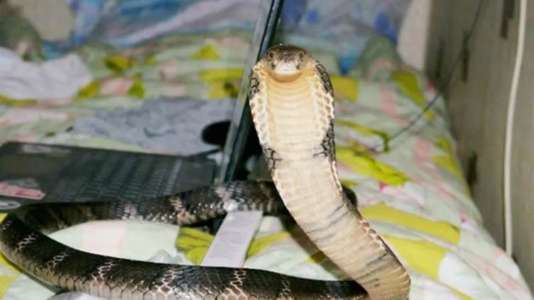 Woman unknowingly sleeps next to deadly cobra hiding under her bed for three days