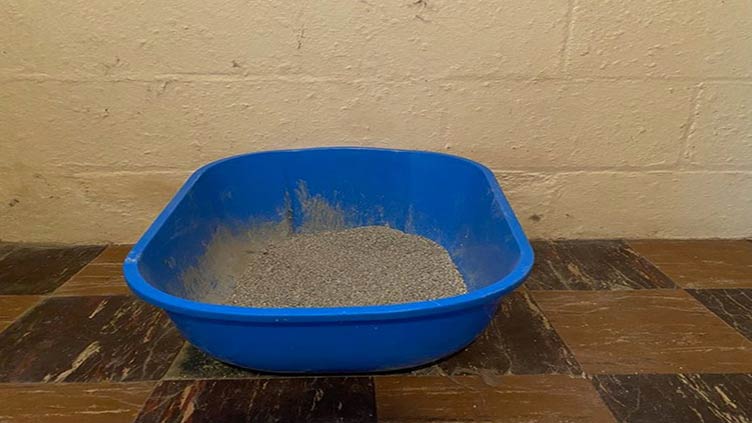 Michigan school district did not place litter boxes in student restrooms